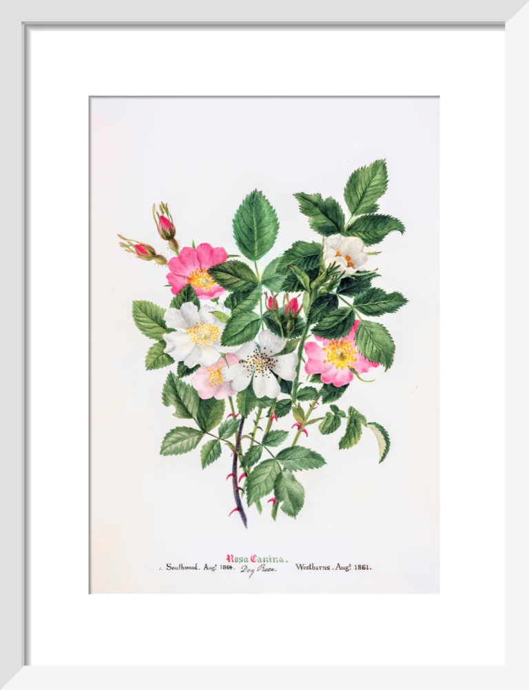Rosa Canina by Charlotte Cowan Pearson - Image 4