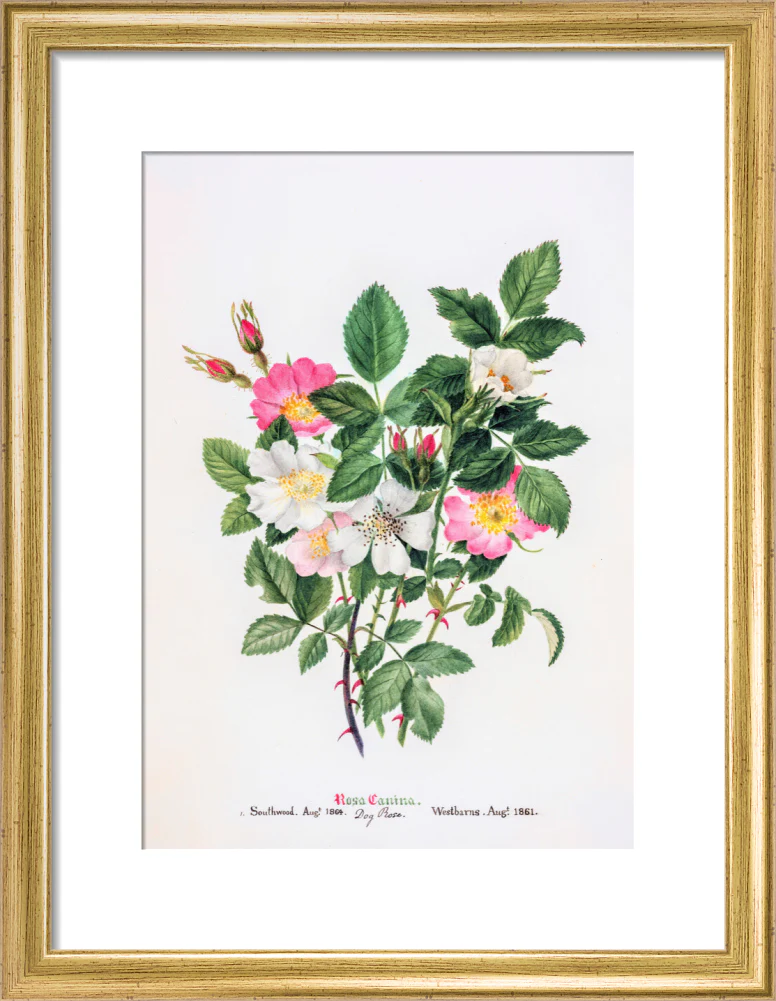 Rosa Canina by Charlotte Cowan Pearson - Image 5