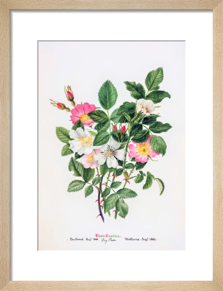 Rosa Canina by Charlotte Cowan Pearson - Image 6