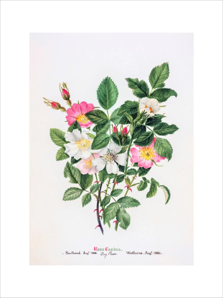 Rosa Canina by Charlotte Cowan Pearson - Image 7