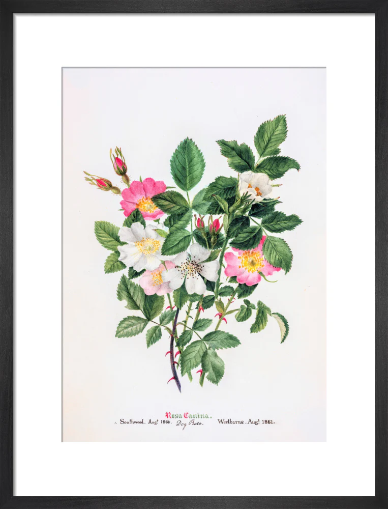 Rosa Canina by Charlotte Cowan Pearson - Image 8