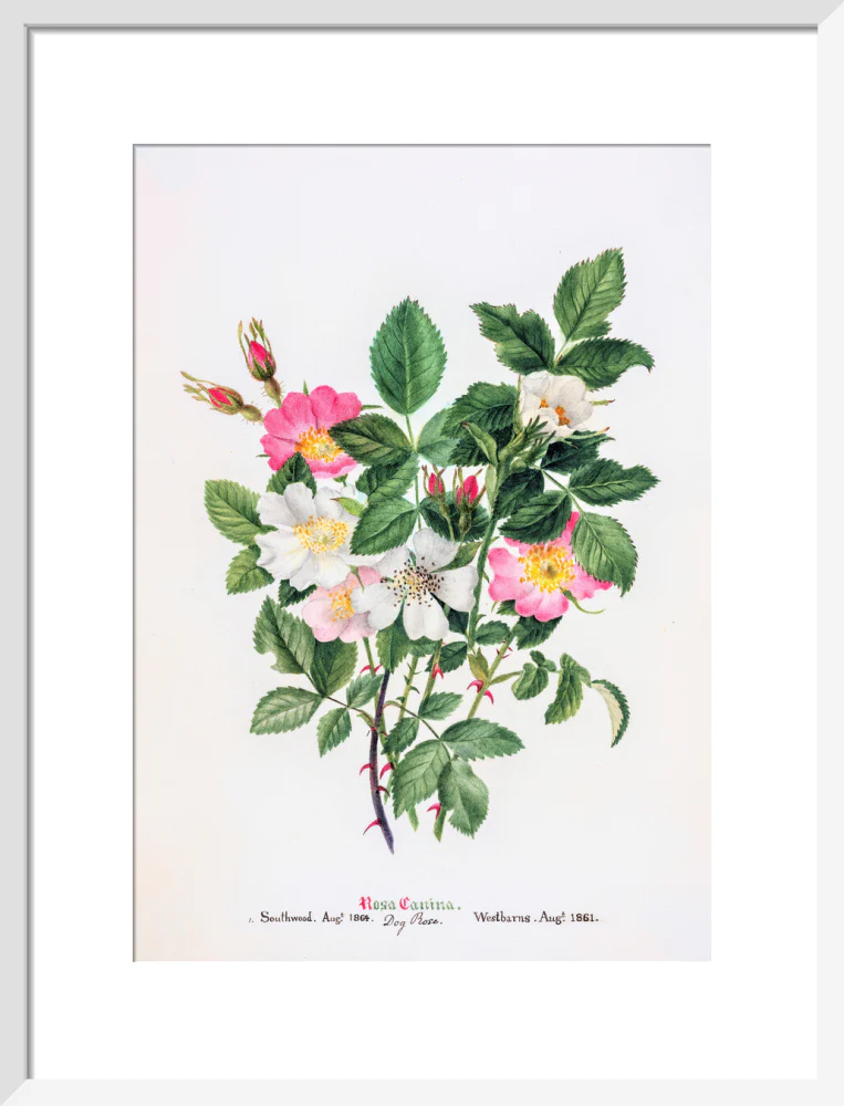 Rosa Canina by Charlotte Cowan Pearson - Image 9