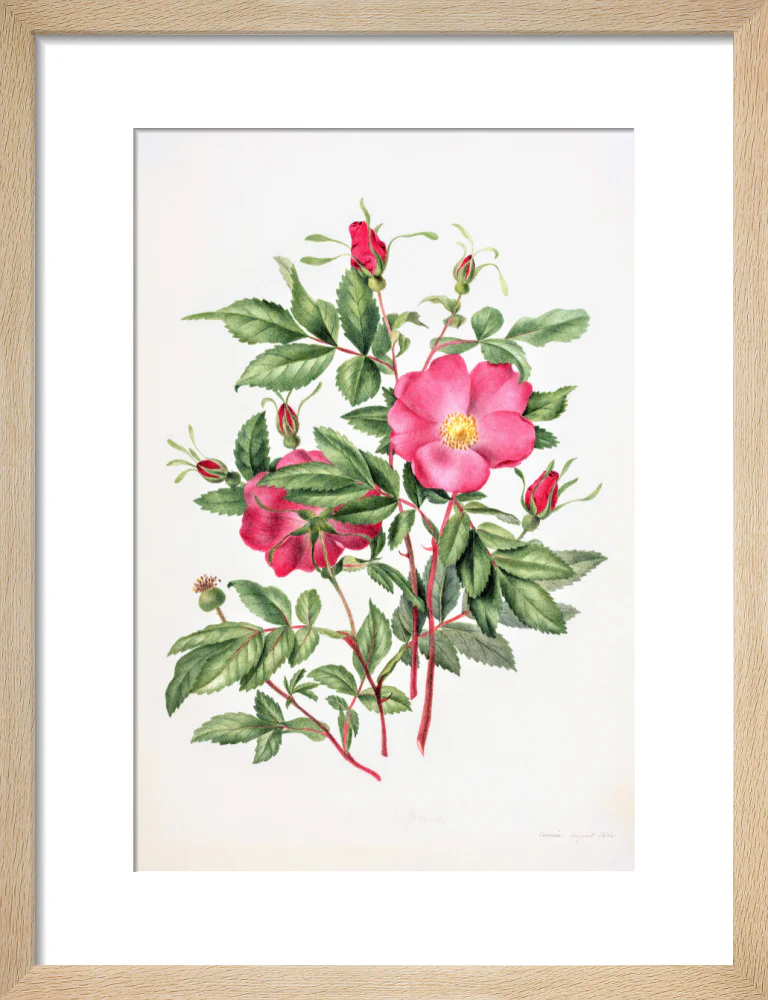 Dog Rose by Charlotte Cowan Pearson - Image 6