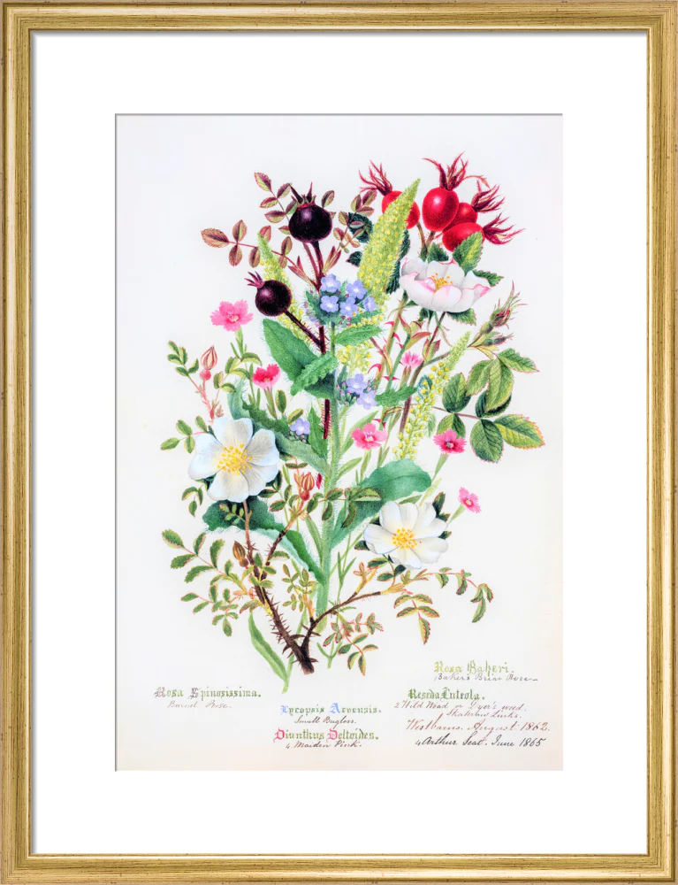 Burnet Rose by Charlotte Cowan Pearson - Image 10