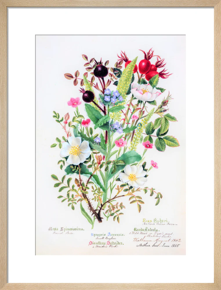 Burnet Rose by Charlotte Cowan Pearson - Image 11
