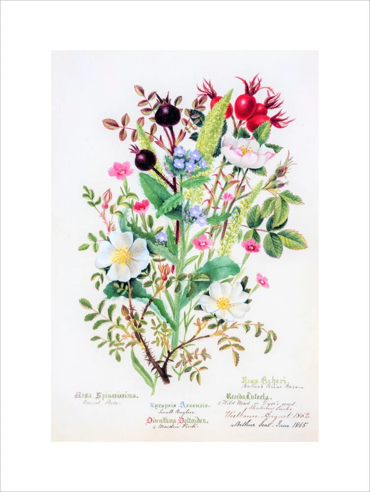 Burnet Rose by Charlotte Cowan Pearson - Image 12