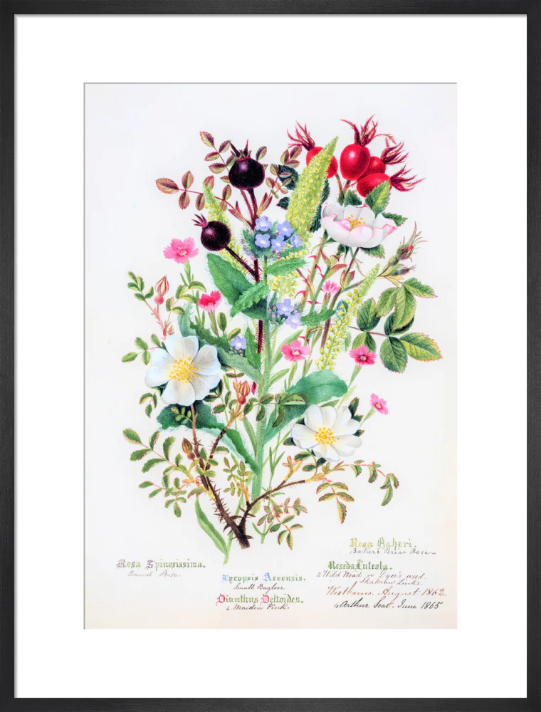 Burnet Rose by Charlotte Cowan Pearson - Image 13