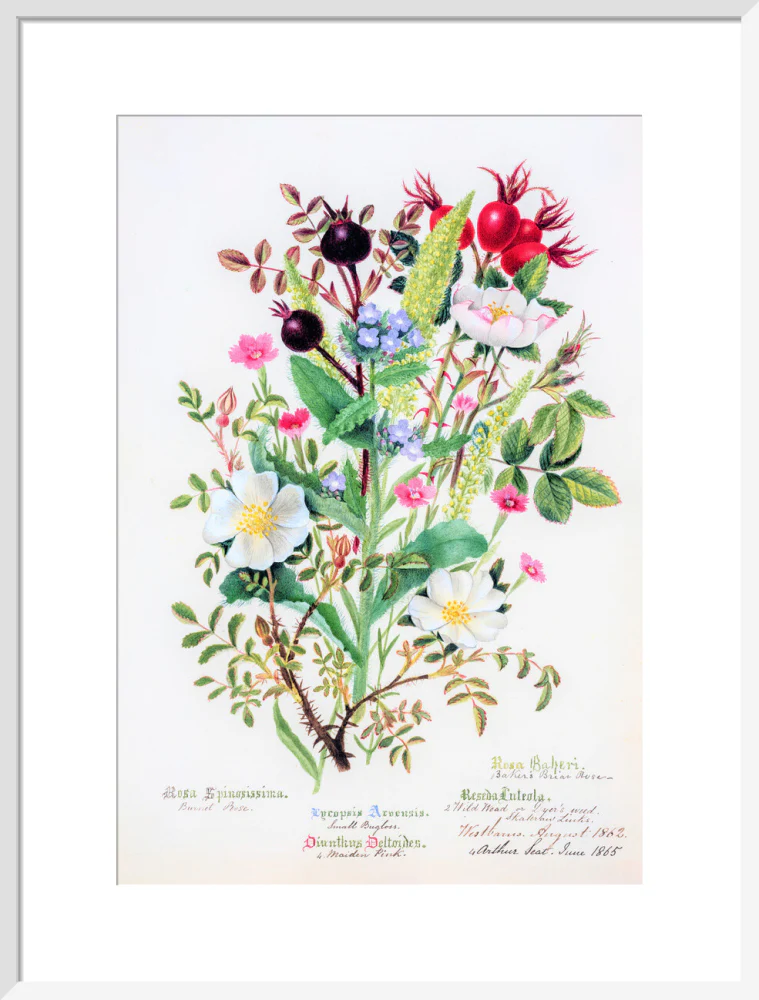 Burnet Rose by Charlotte Cowan Pearson - Image 14