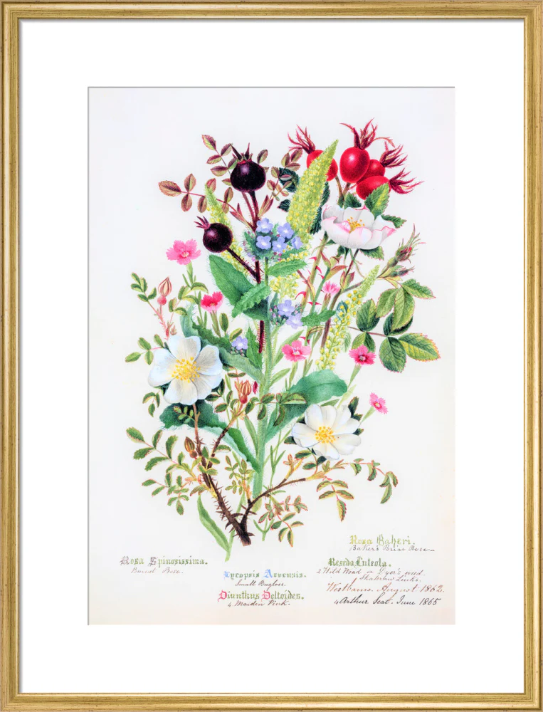 Burnet Rose by Charlotte Cowan Pearson - Image 15