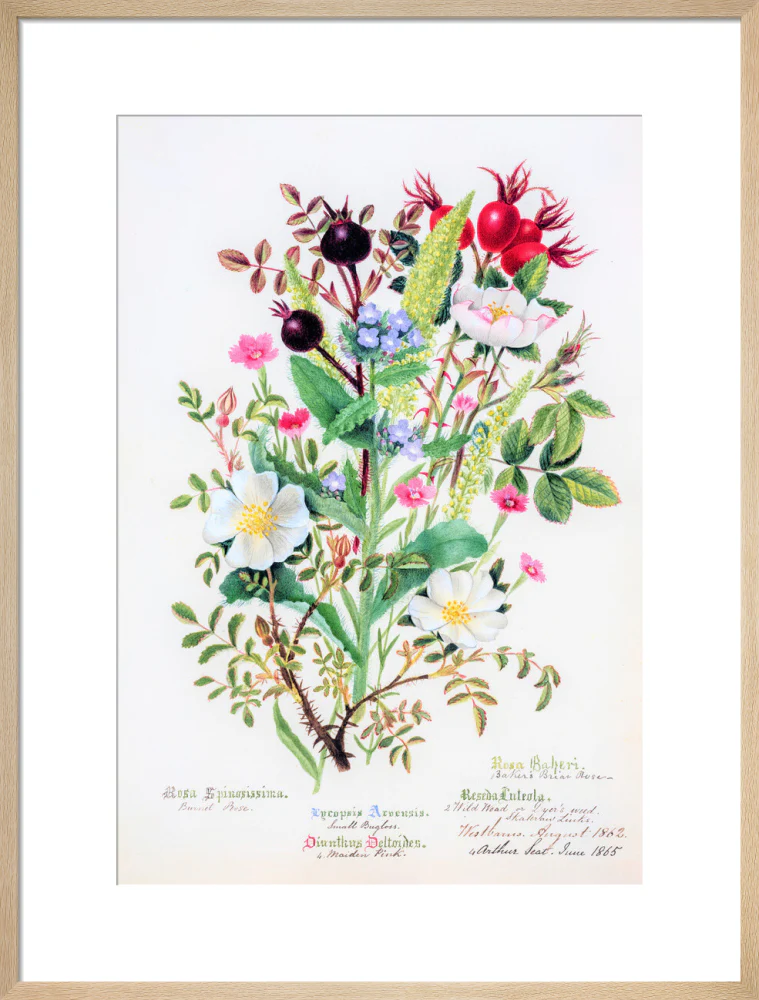 Burnet Rose by Charlotte Cowan Pearson - Image 16