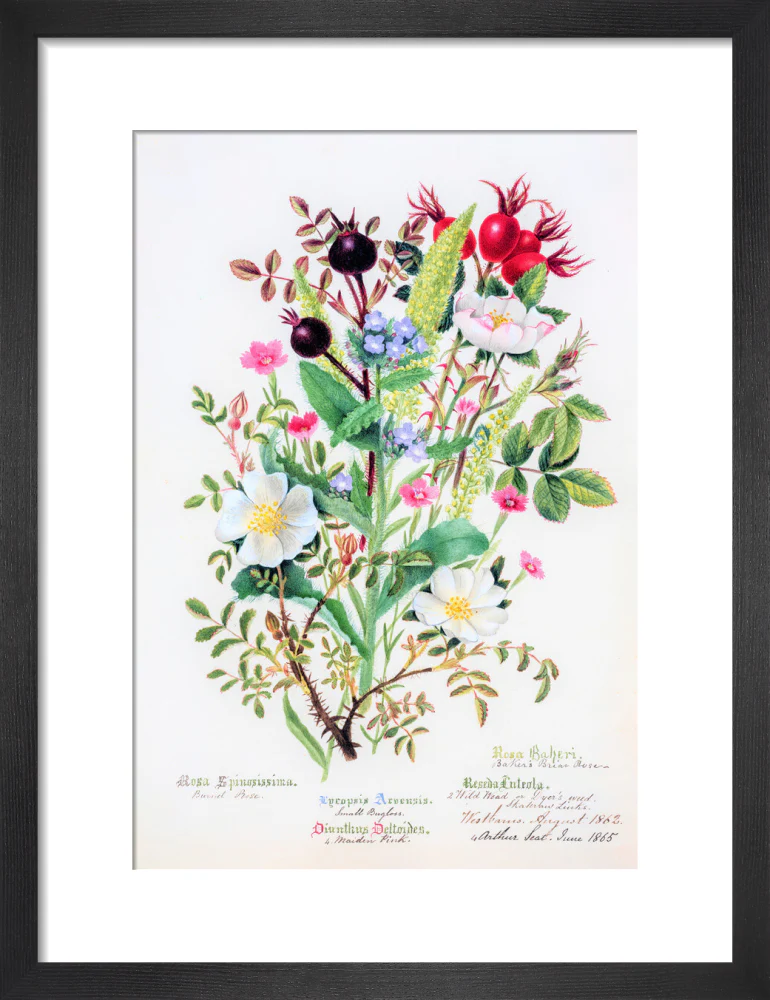 Burnet Rose by Charlotte Cowan Pearson - Image 3