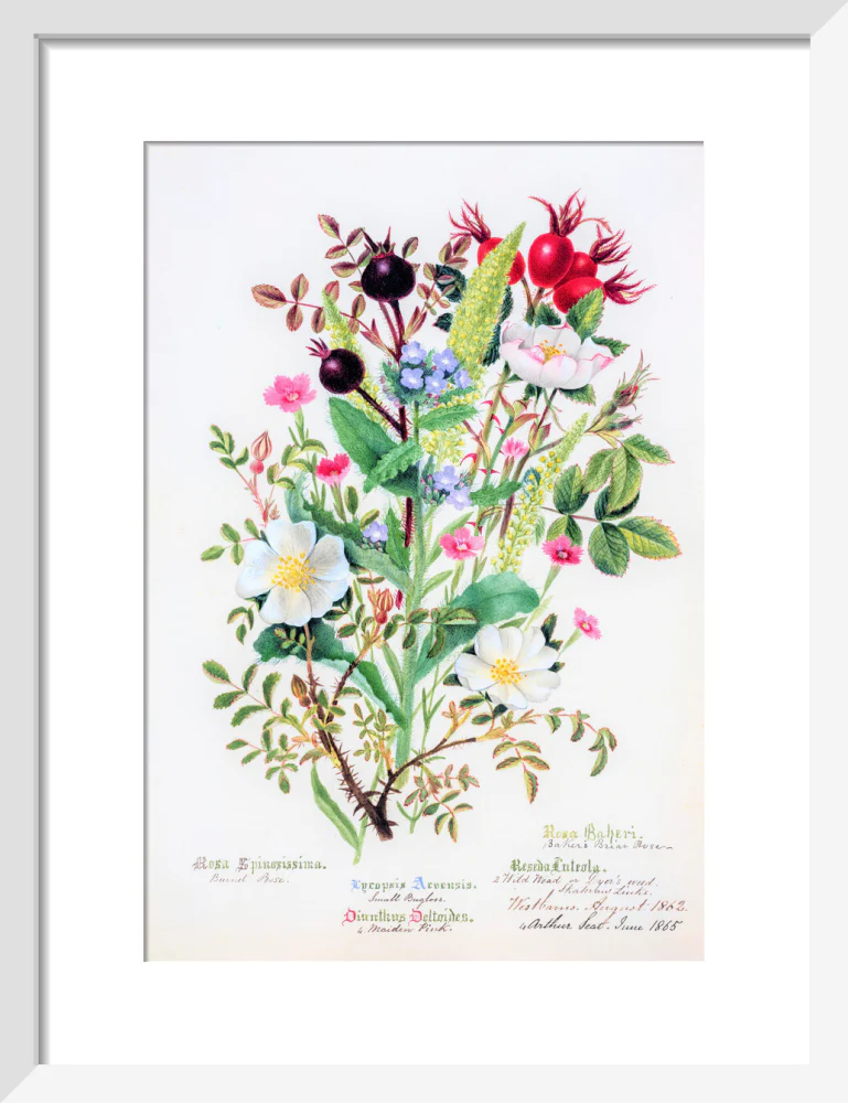 Burnet Rose by Charlotte Cowan Pearson - Image 4