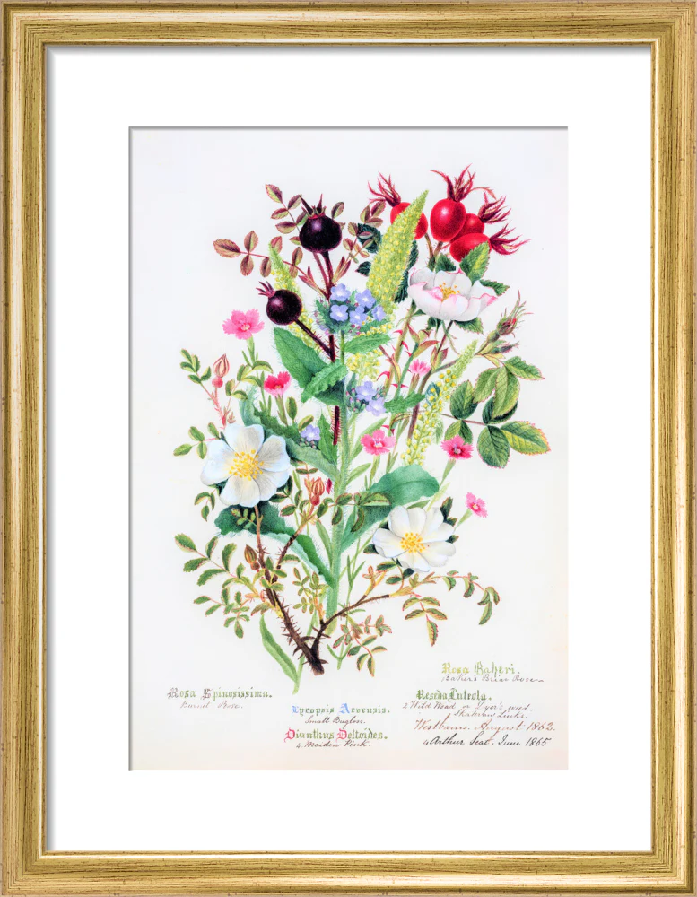 Burnet Rose by Charlotte Cowan Pearson - Image 5