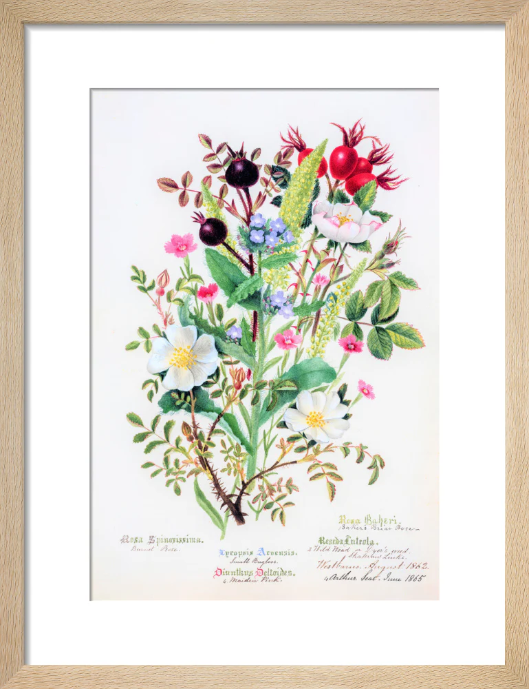 Burnet Rose by Charlotte Cowan Pearson - Image 6