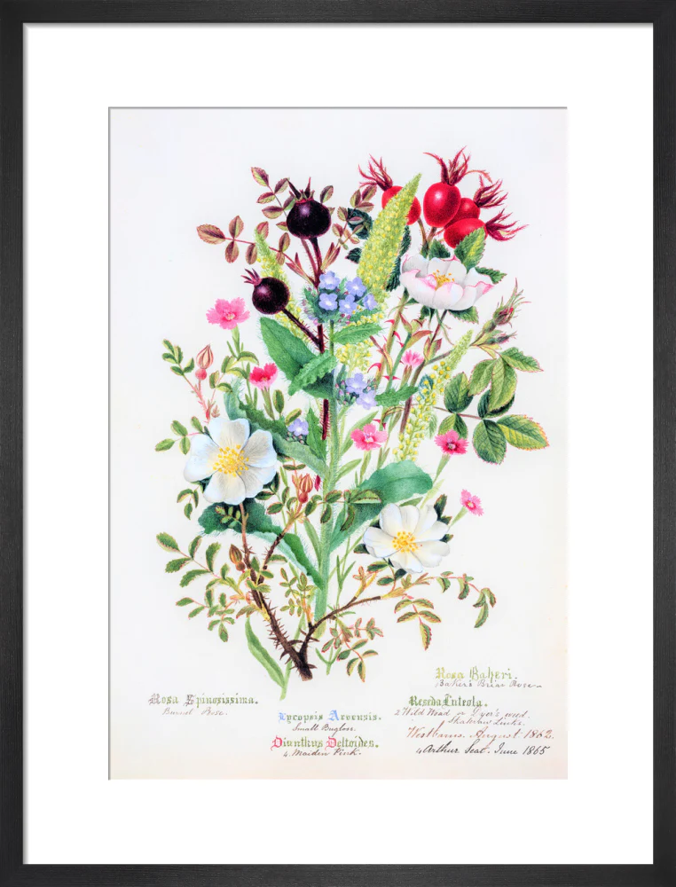 Burnet Rose by Charlotte Cowan Pearson - Image 8