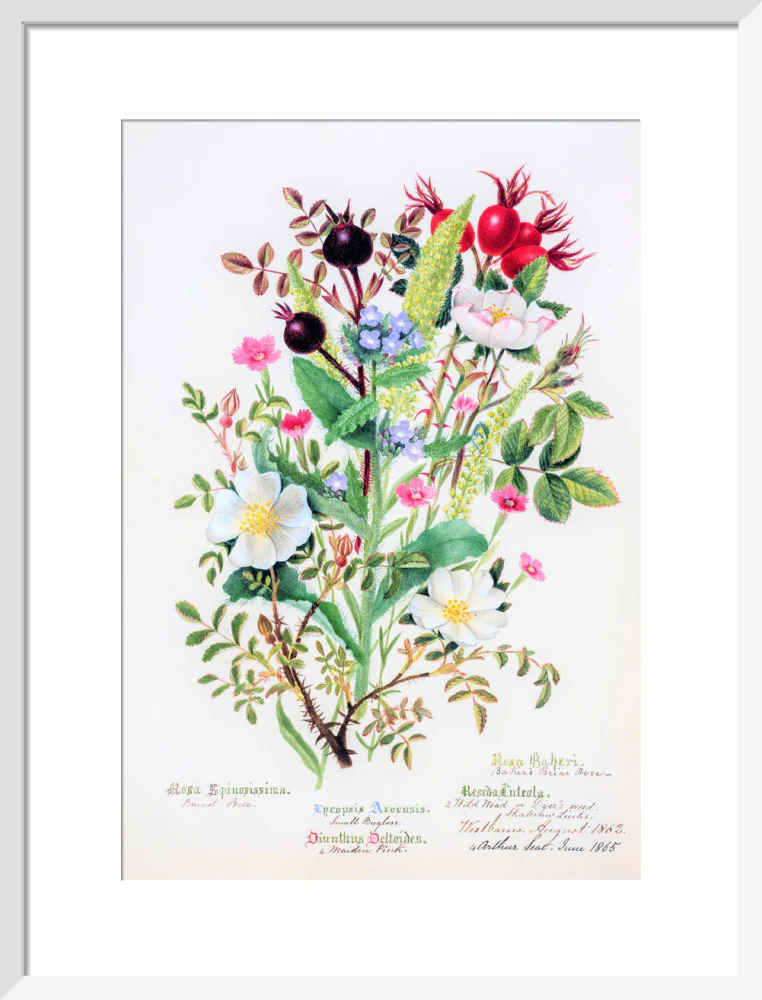 Burnet Rose by Charlotte Cowan Pearson - Image 9