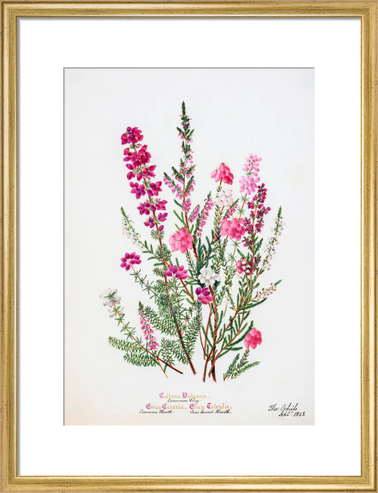 Heather by Charlotte Cowan Pearson - Image 10