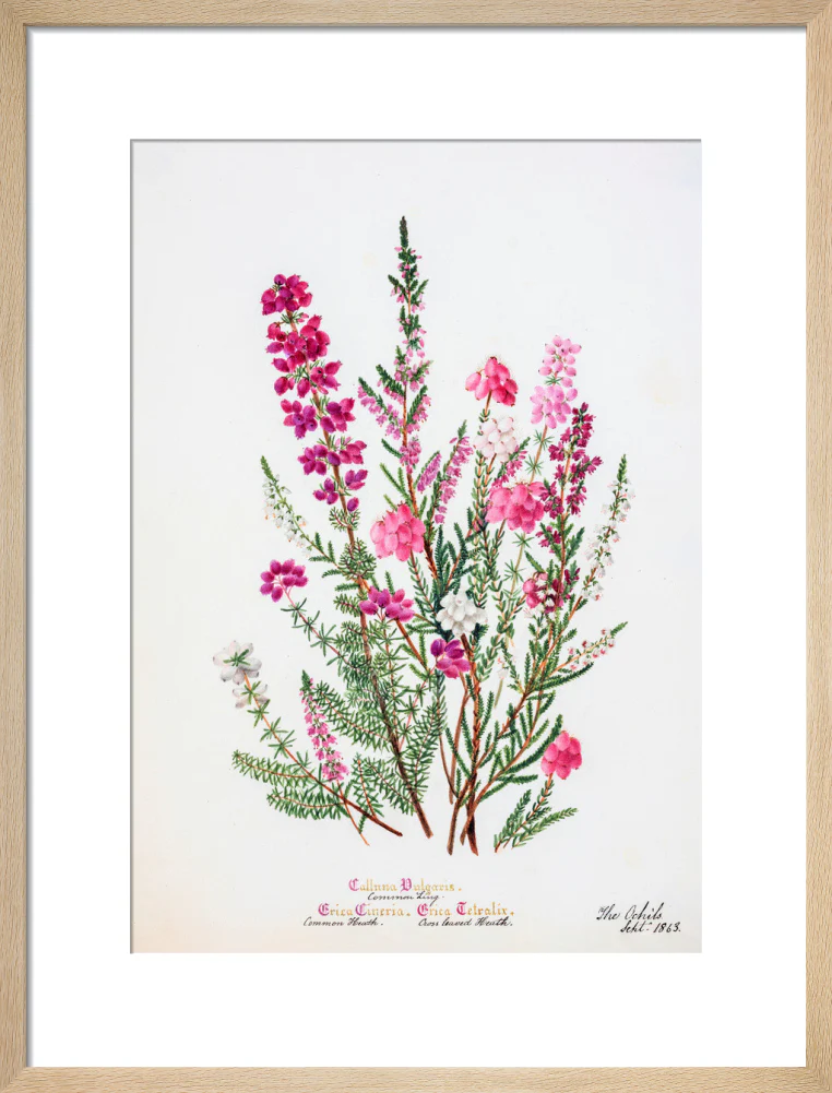 Heather by Charlotte Cowan Pearson - Image 11