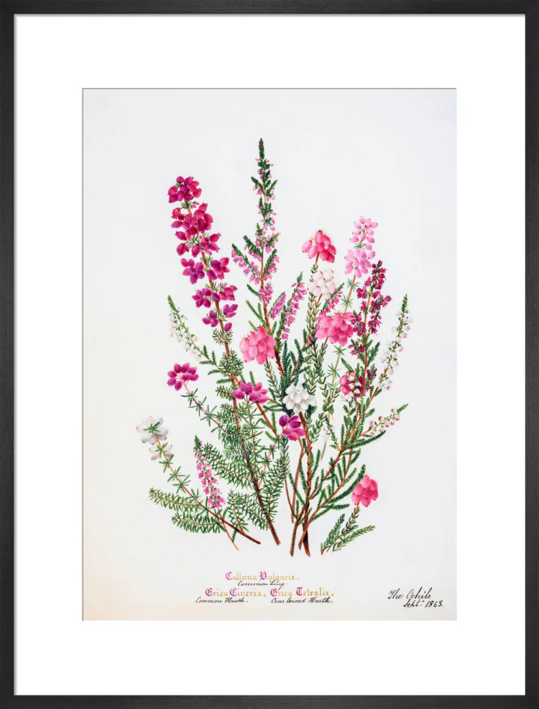 Heather by Charlotte Cowan Pearson - Image 13
