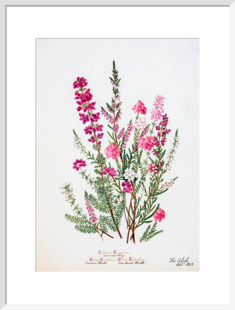 Heather by Charlotte Cowan Pearson - Image 14