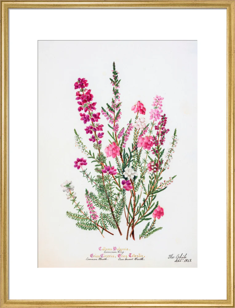 Heather by Charlotte Cowan Pearson - Image 15