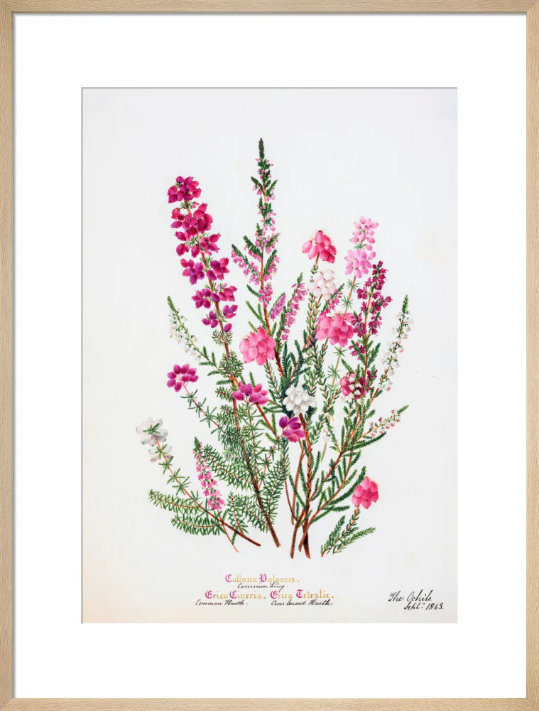 Heather by Charlotte Cowan Pearson - Image 16