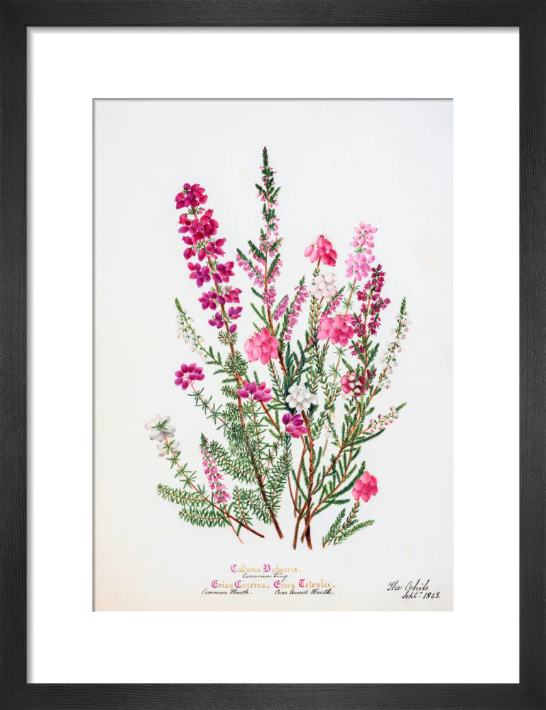 Heather by Charlotte Cowan Pearson - Image 3