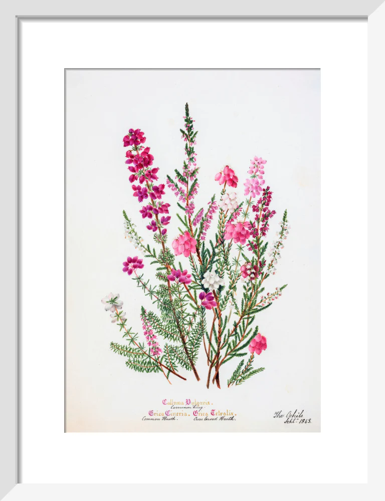 Heather by Charlotte Cowan Pearson - Image 4