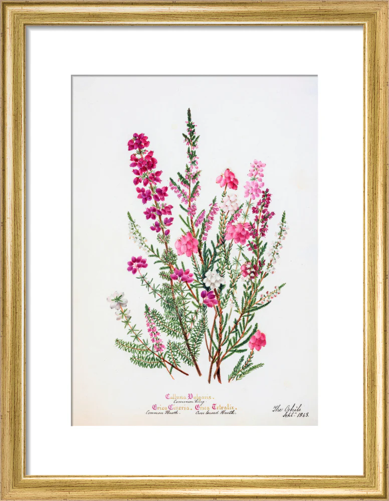 Heather by Charlotte Cowan Pearson - Image 5