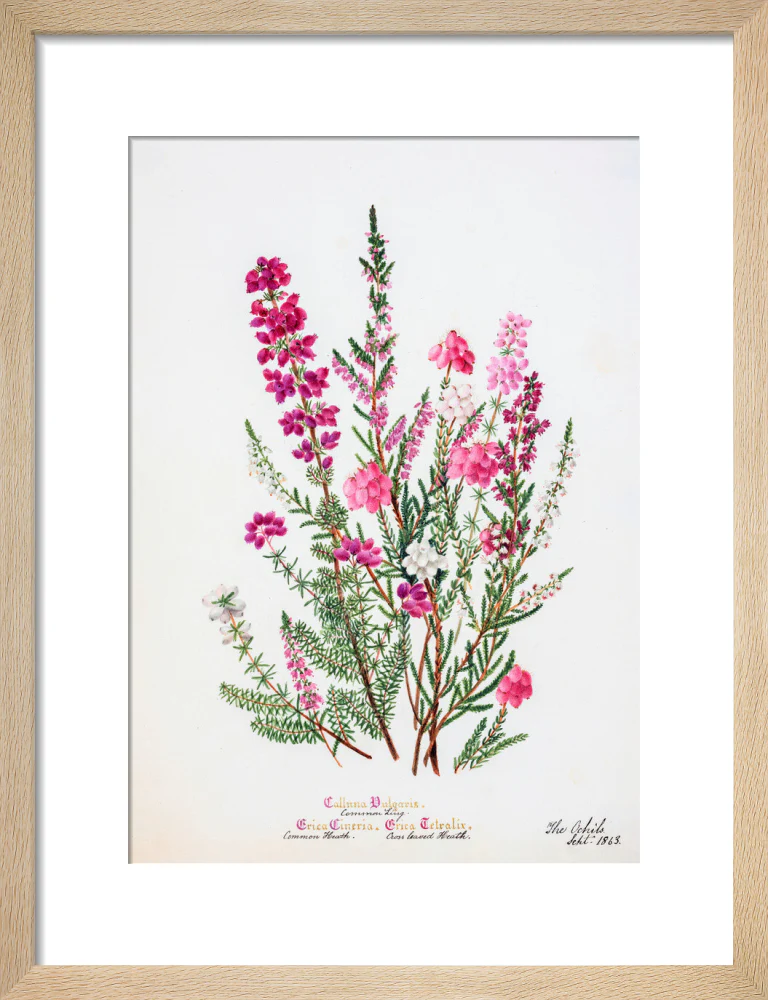Heather by Charlotte Cowan Pearson - Image 6