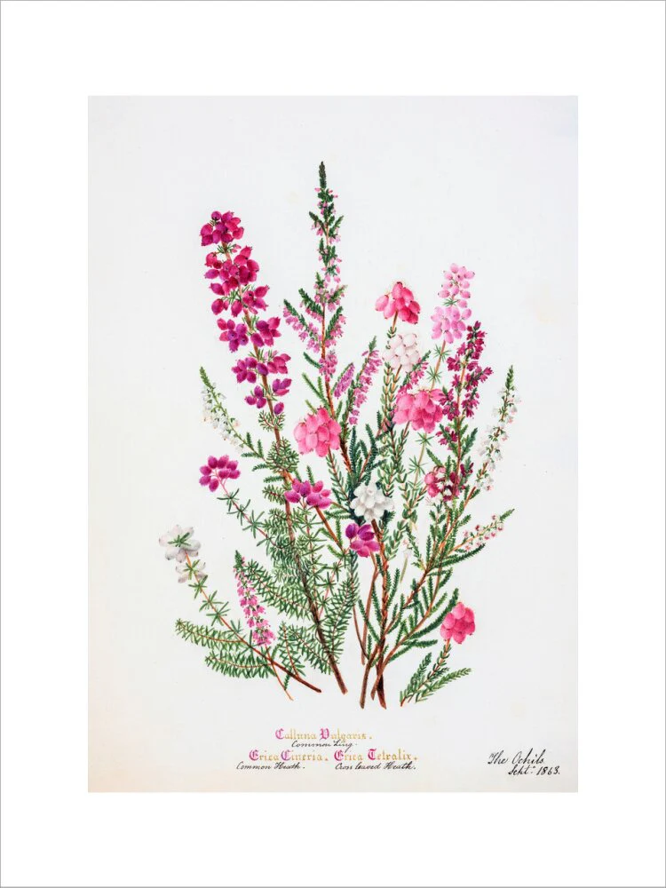 Heather by Charlotte Cowan Pearson - Image 7