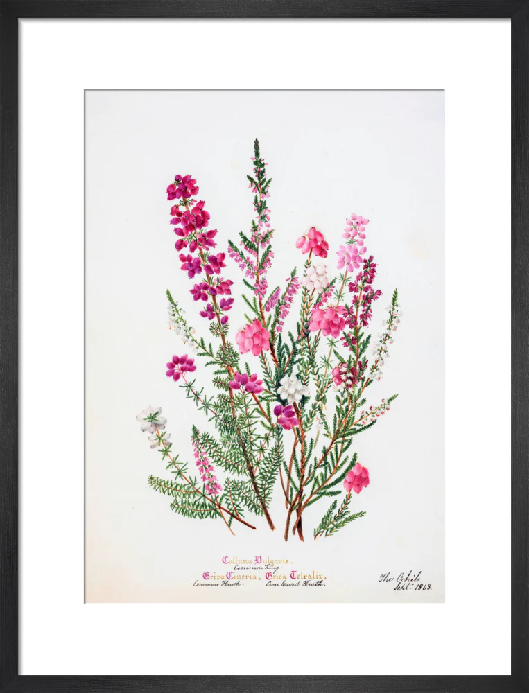 Heather by Charlotte Cowan Pearson - Image 8