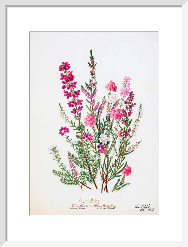 Heather by Charlotte Cowan Pearson - Image 9