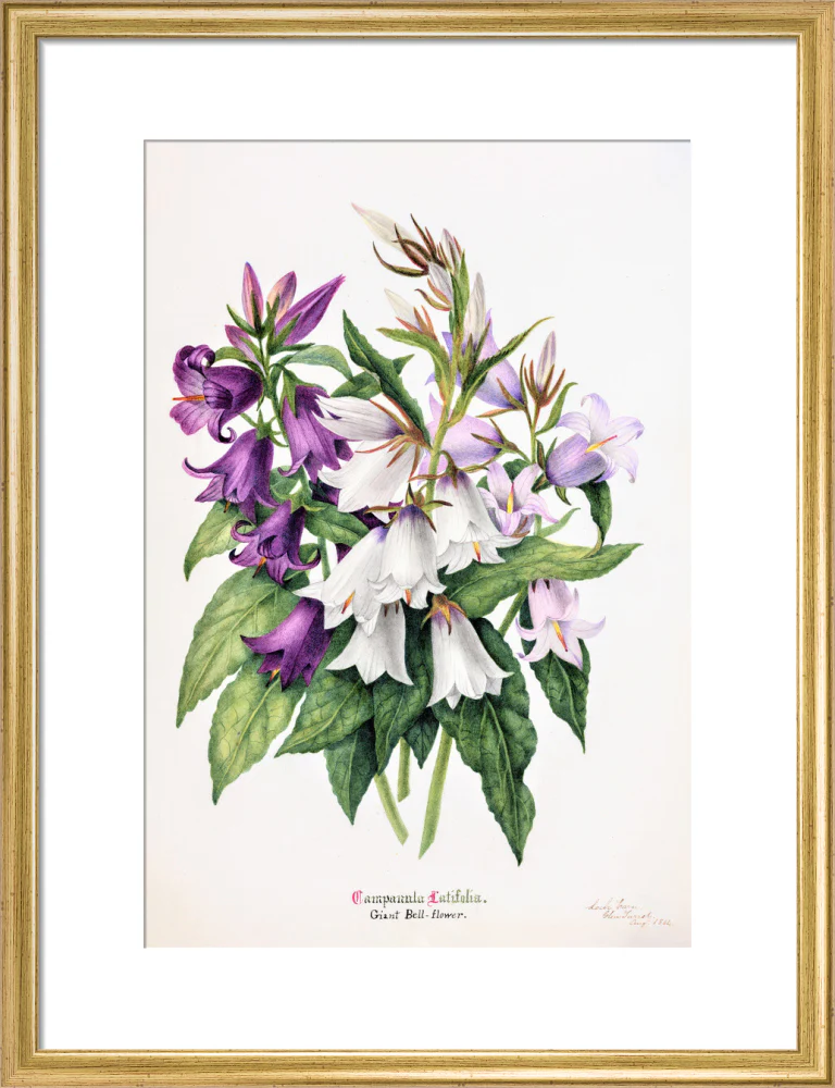 Bell Flower by Charlotte Cowan Pearson - Image 10