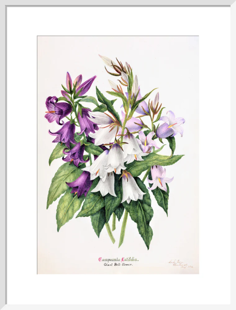 Bell Flower by Charlotte Cowan Pearson - Image 14