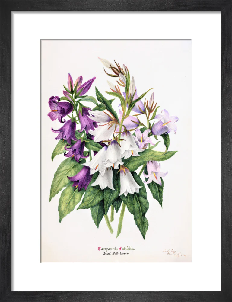 Bell Flower by Charlotte Cowan Pearson - Image 3
