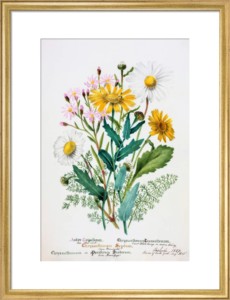 Chrysanthemum by Charlotte Cowan Pearson - Image 10