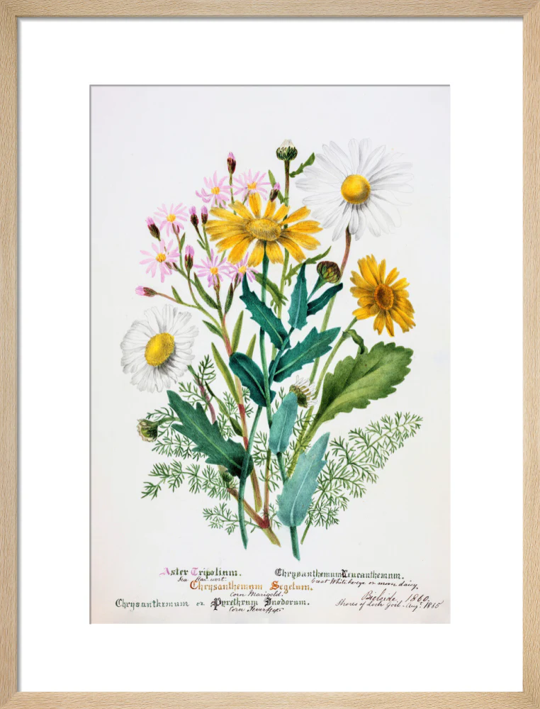 Chrysanthemum by Charlotte Cowan Pearson - Image 11