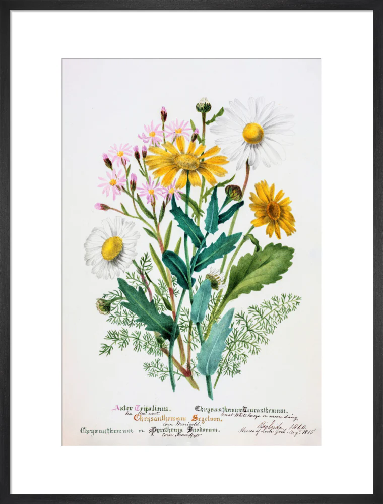 Chrysanthemum by Charlotte Cowan Pearson - Image 13