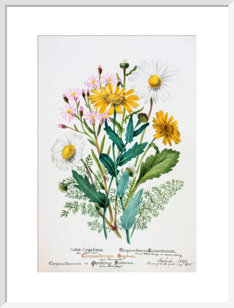 Chrysanthemum by Charlotte Cowan Pearson - Image 14