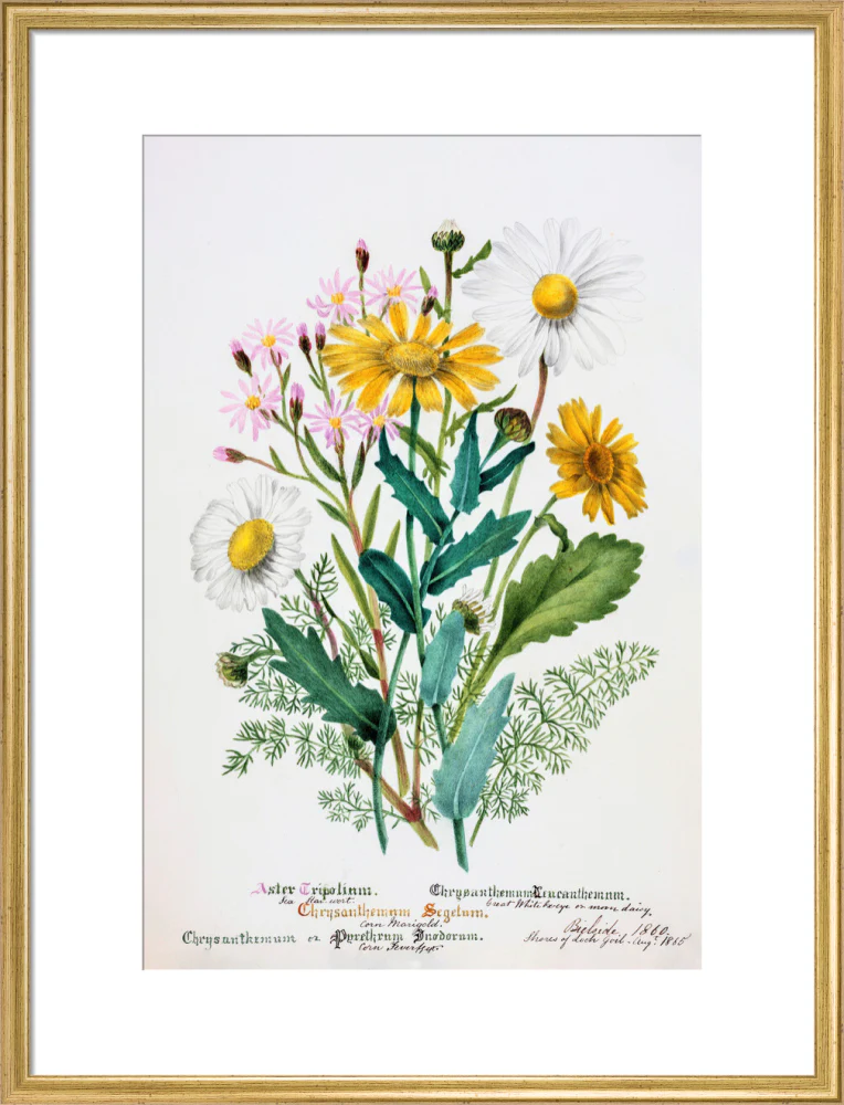 Chrysanthemum by Charlotte Cowan Pearson - Image 15