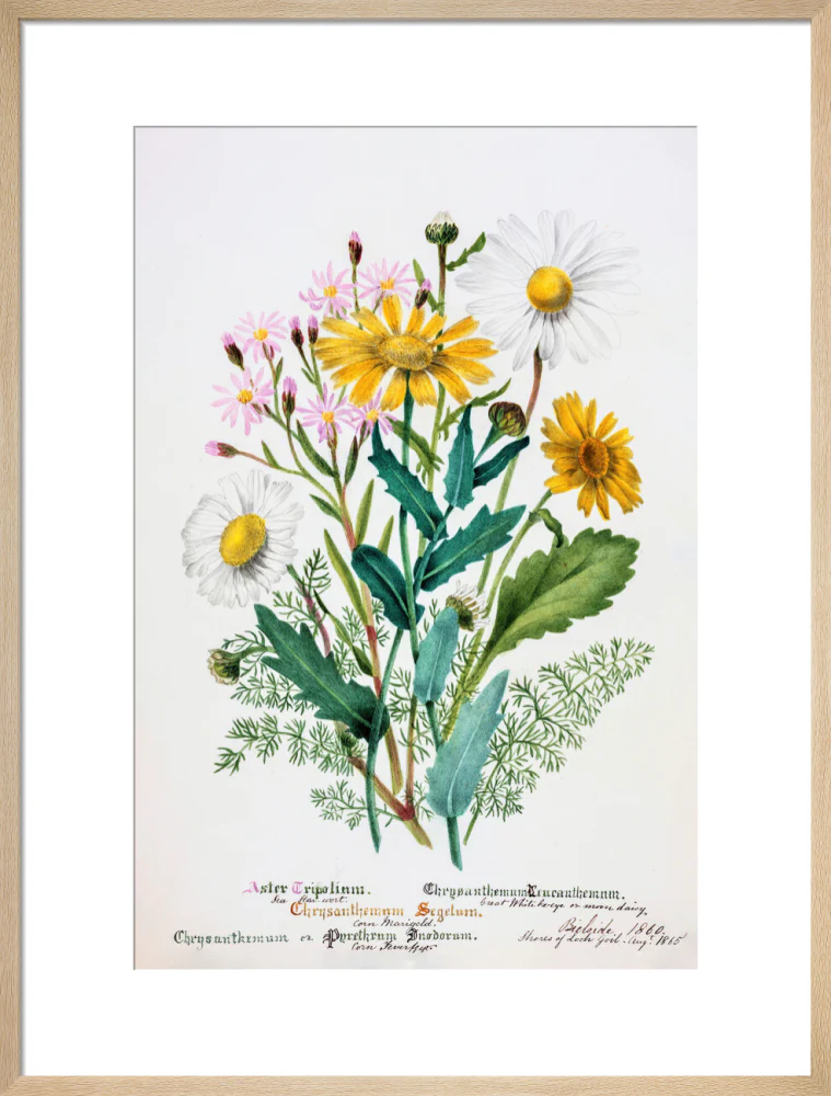 Chrysanthemum by Charlotte Cowan Pearson - Image 16