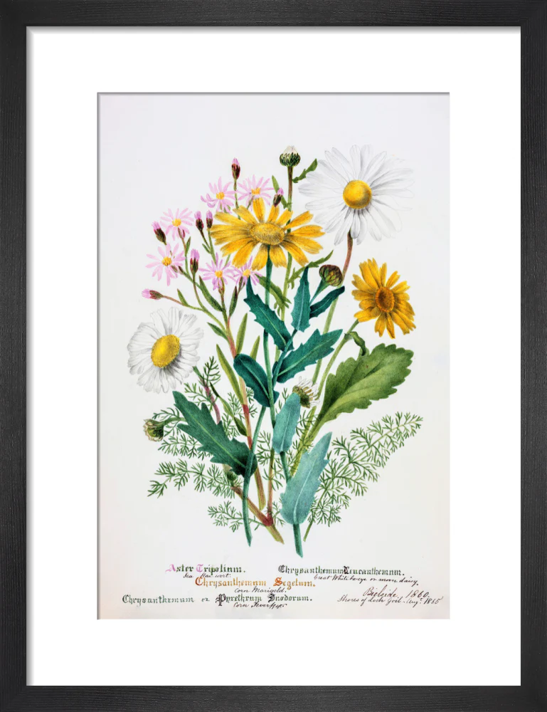 Chrysanthemum by Charlotte Cowan Pearson - Image 3