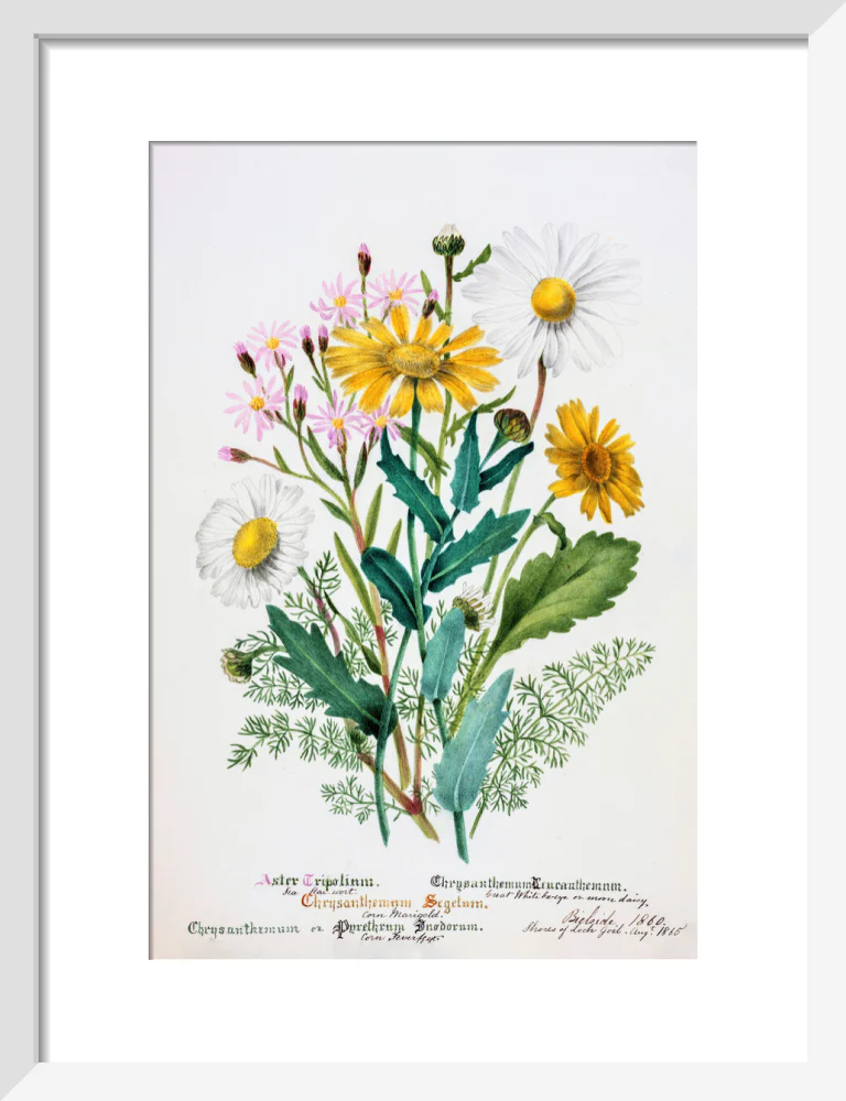 Chrysanthemum by Charlotte Cowan Pearson - Image 4