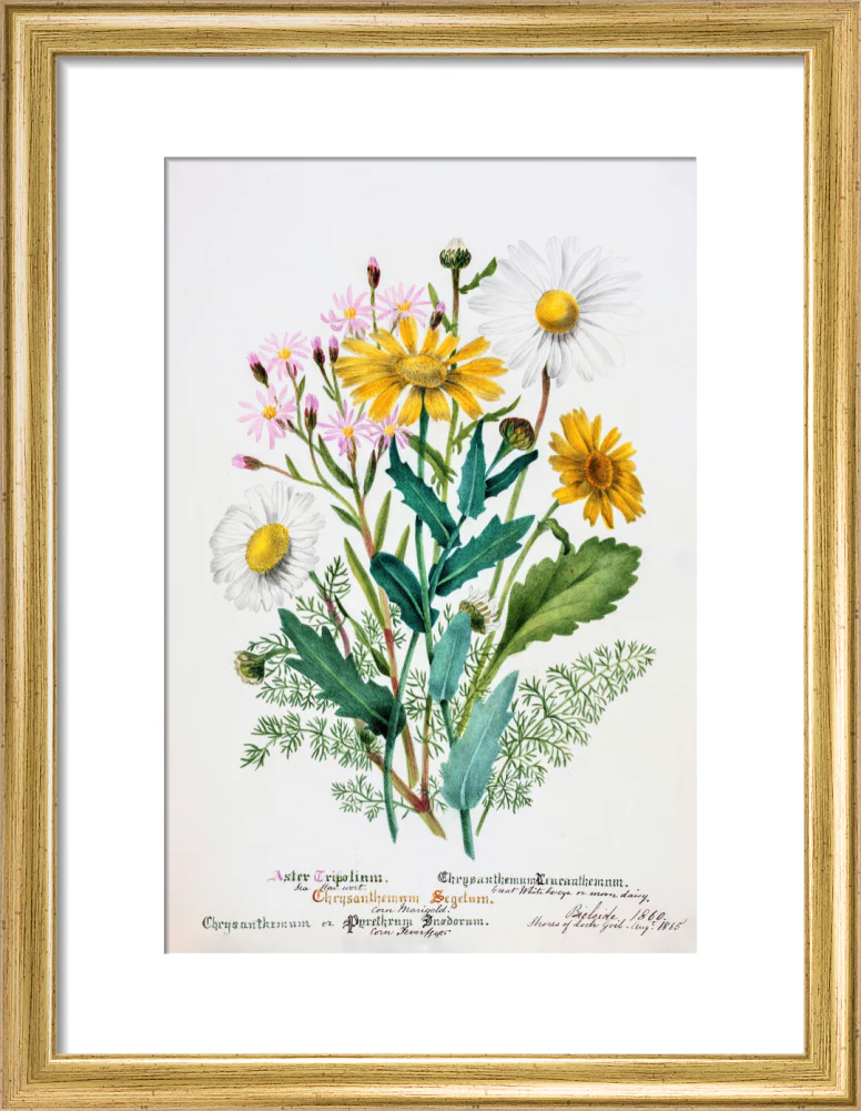 Chrysanthemum by Charlotte Cowan Pearson - Image 5