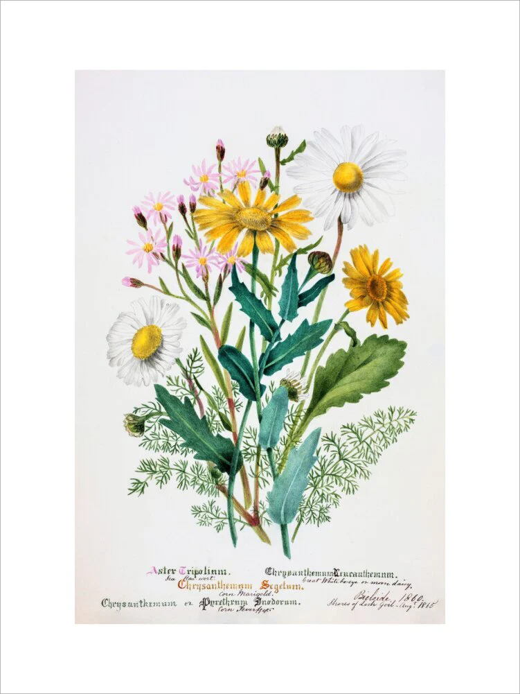 Chrysanthemum by Charlotte Cowan Pearson - Image 7