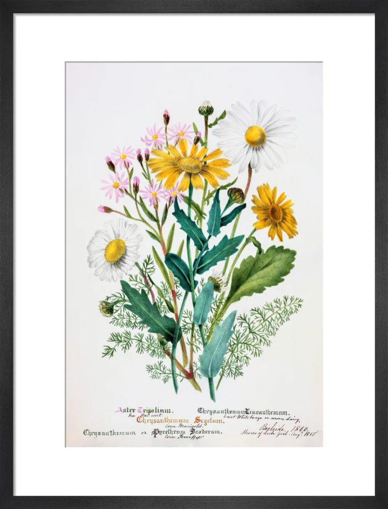 Chrysanthemum by Charlotte Cowan Pearson - Image 8