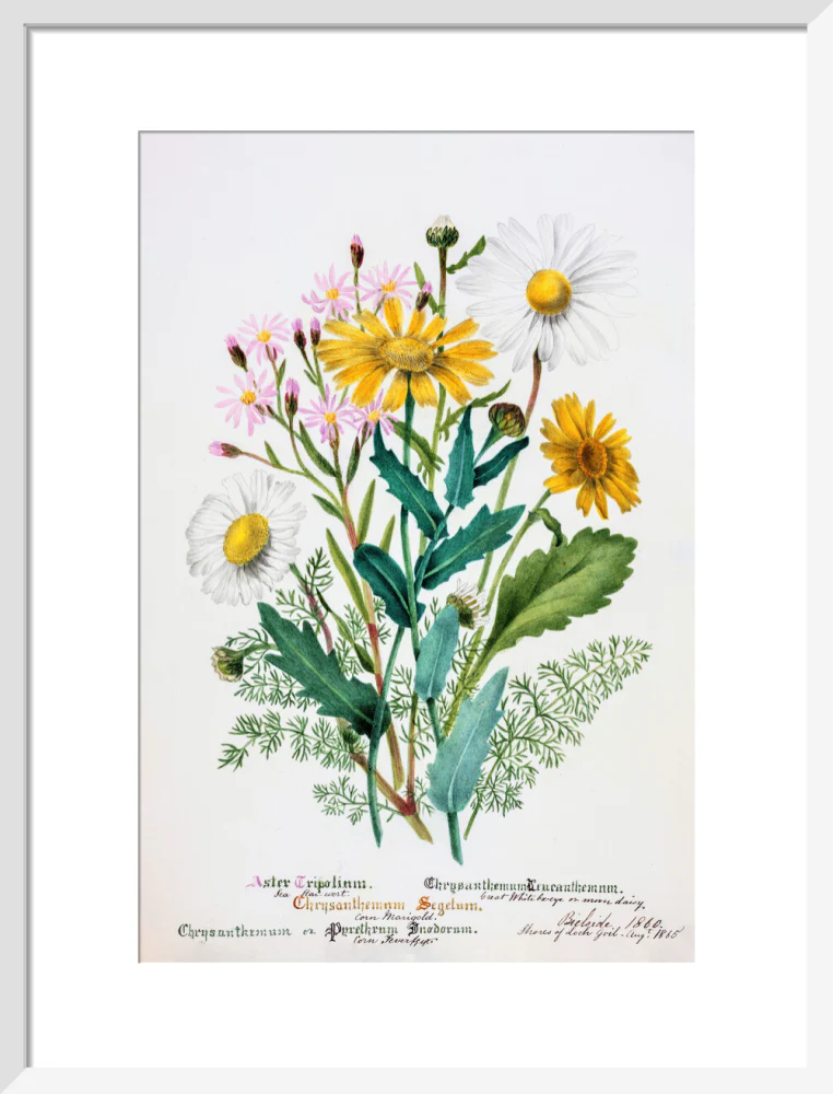 Chrysanthemum by Charlotte Cowan Pearson - Image 9