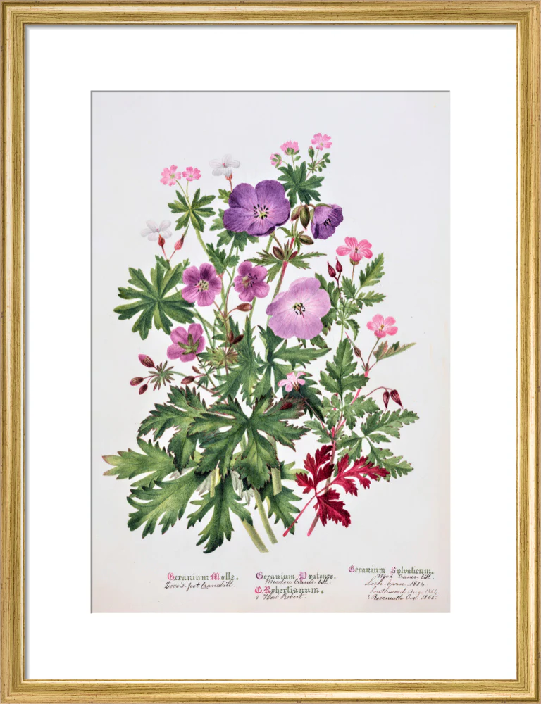 Geranium by Charlotte Cowan Pearson - Image 10