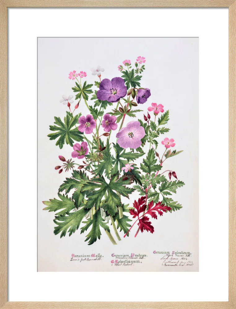 Geranium by Charlotte Cowan Pearson - Image 11